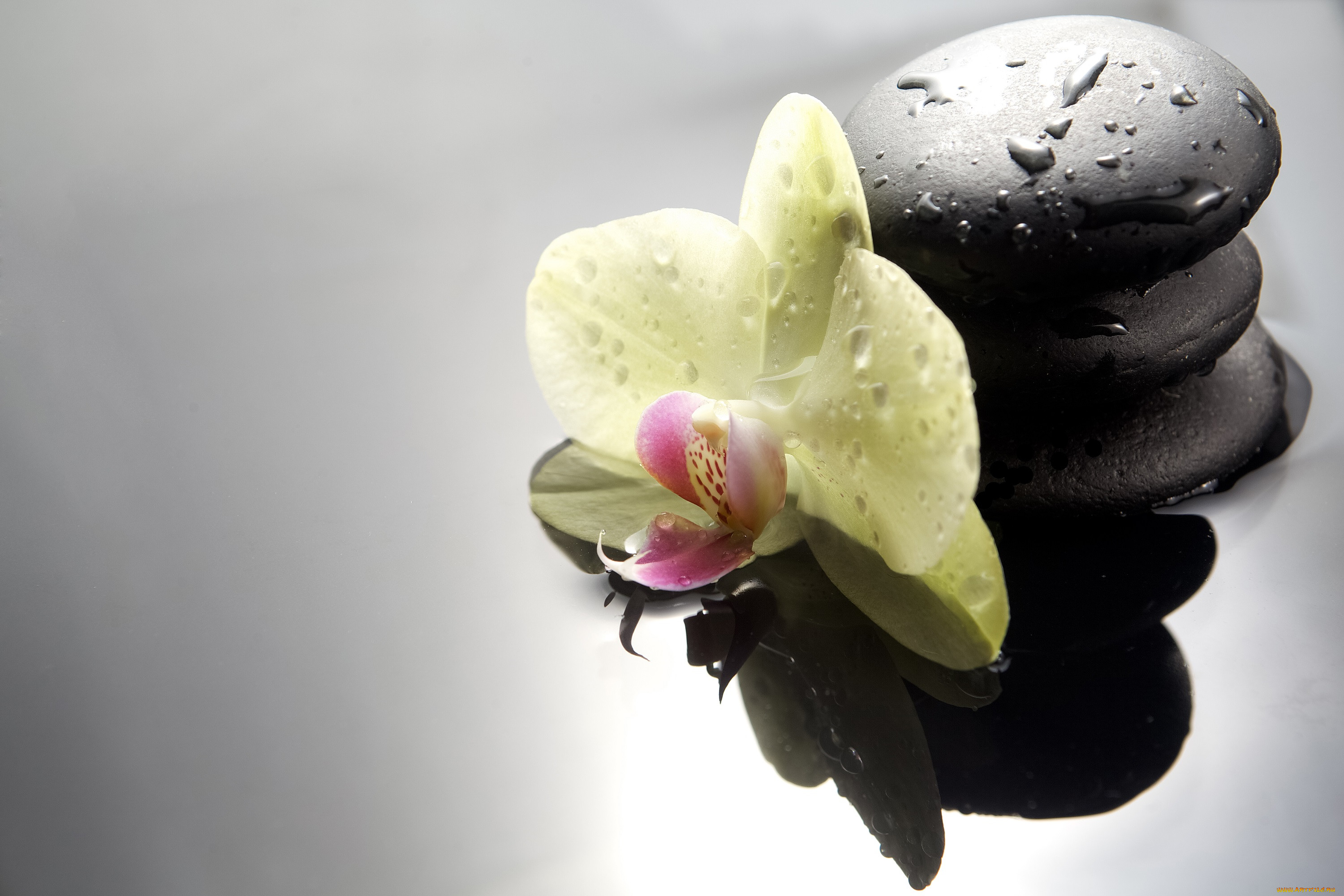 Орхидея и черные камни